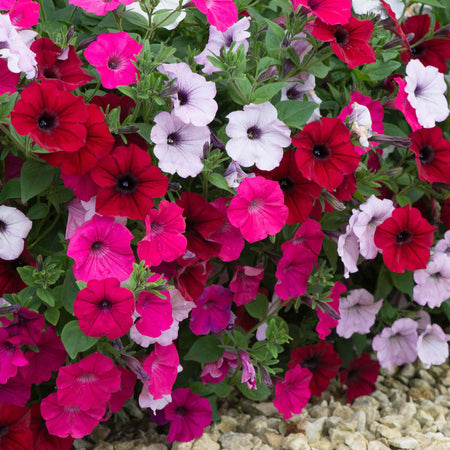 Petunia 'Tidal Wave F1 Mixed'