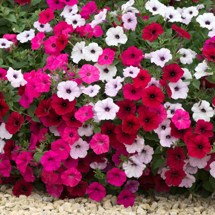 Petunia 'Tidal Wave F1 Mixed'