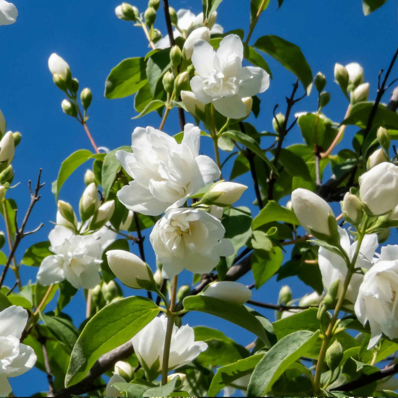 Philadelphus 'Virginal'