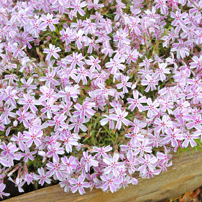 Phlox 'Candy Stripe'