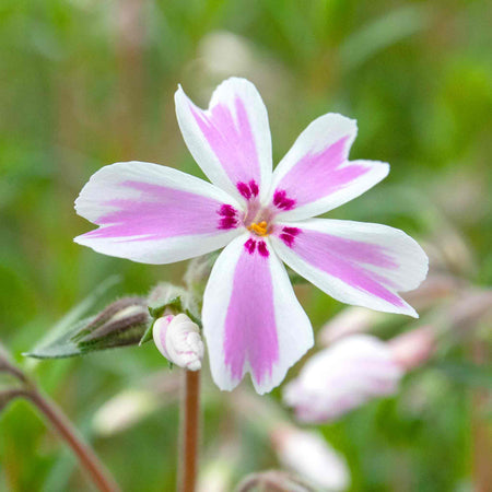 Phlox 'Candy Stripe'