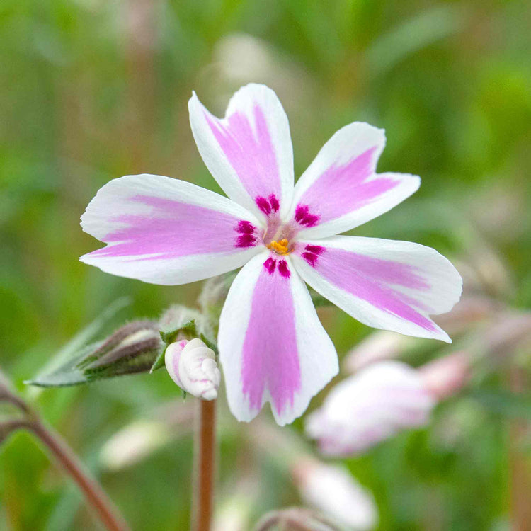 Phlox Collection