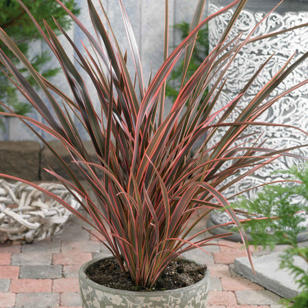 Phormium 'Maori Queen'