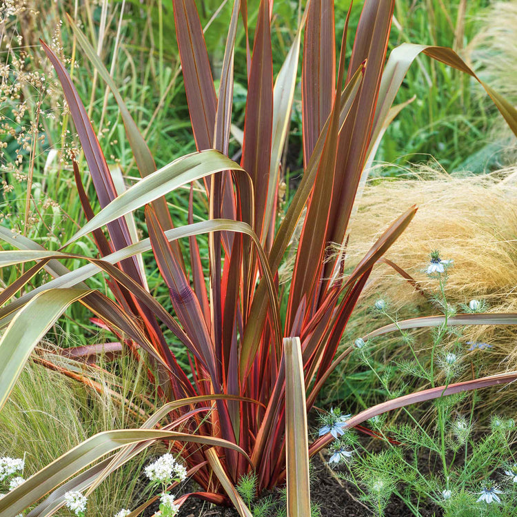 Phormium 'Maori Queen'
