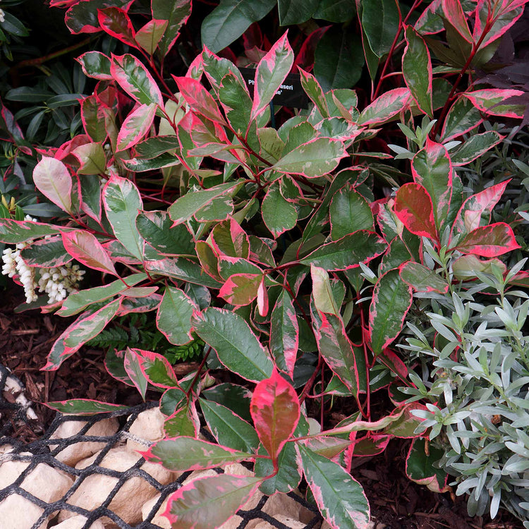 Photinia x fraseri 'Louise'