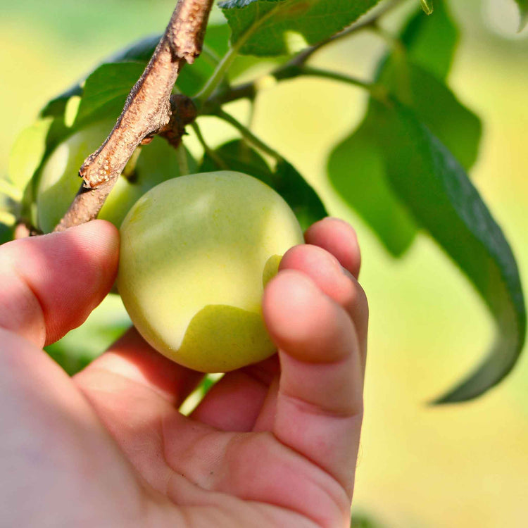 Greengage 'Old Green Gage'