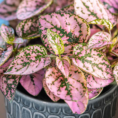 Unwins Houseplant Seed Collection – 3 Varieties