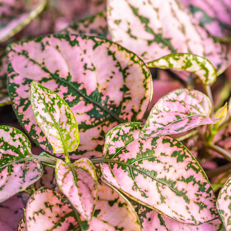 Polka Dot Seeds