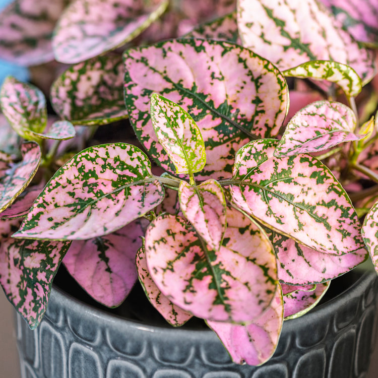 Polka Dot Seeds
