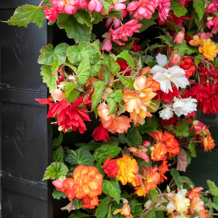 PlantBox Vertical Wall Planters