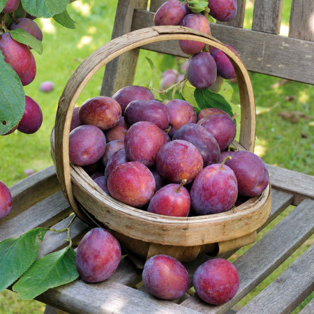 Plum Duo 'Victoria' & 'Czar'