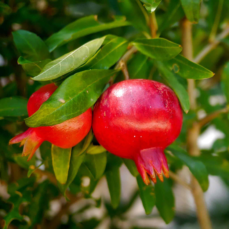 Pomegranate Tree