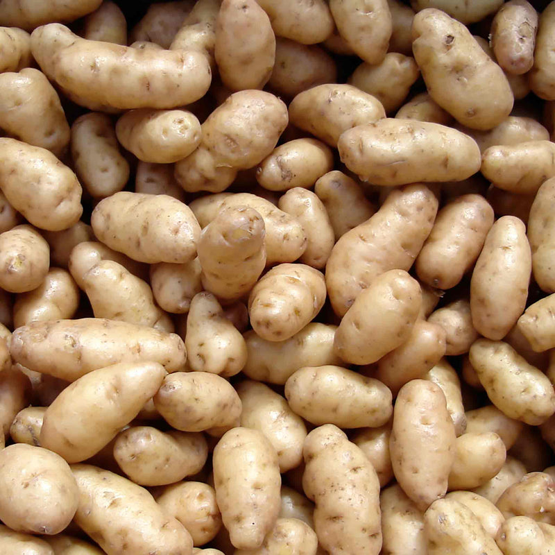 Albert Bartlett Seed Potato 'Anya'