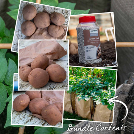 The All Season Patio Seed Potato Kit