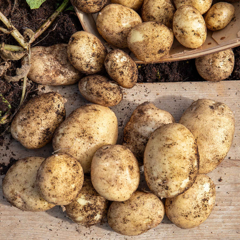 Pre-Chitted Seed Potato 'Swift'