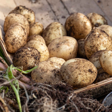 Pre-Chitted Seed Potato 'Swift'