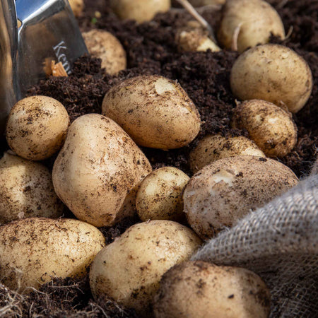 Seed Potato 'Wilja'