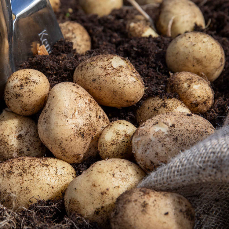 Seed Potato 'Wilja'