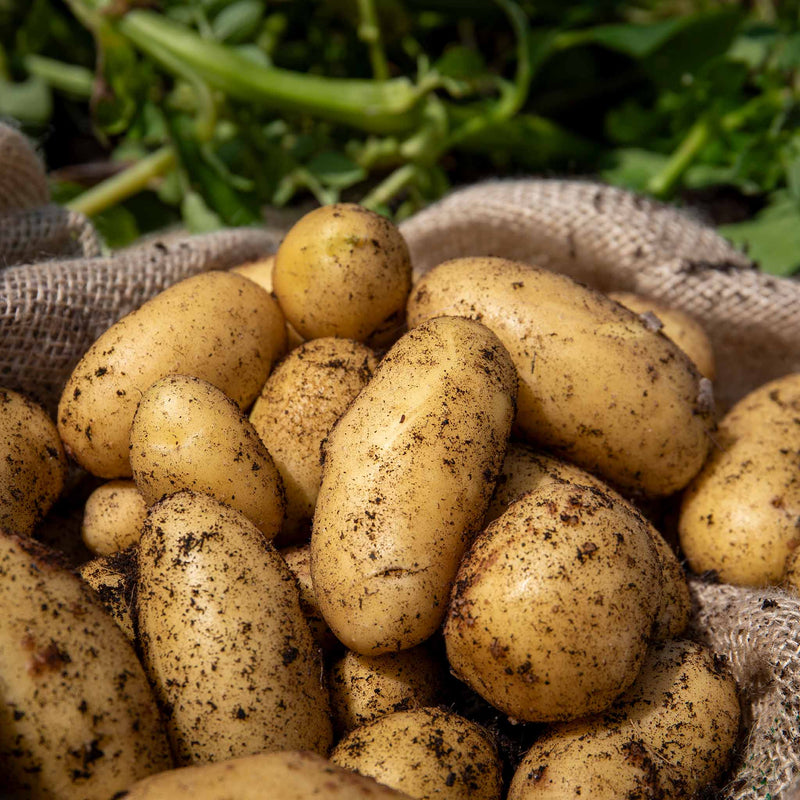 Pre-Chitted Seed Potato 'Charlotte'