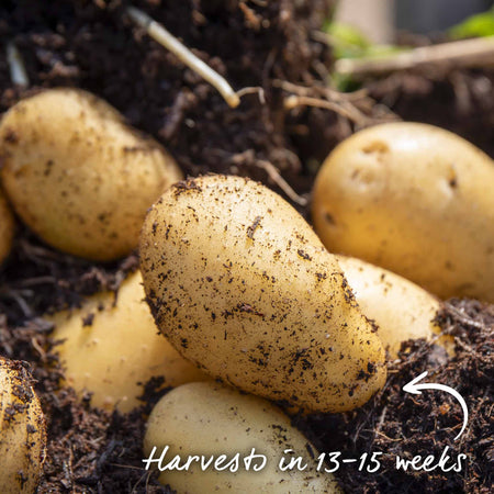 Pre-Chitted Seed Potato 'Charlotte'