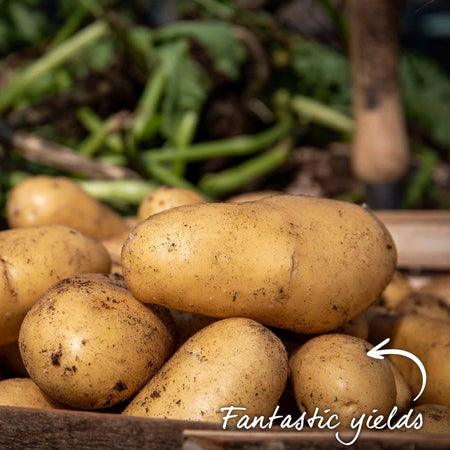 Pre-Chitted Seed Potato 'Charlotte'