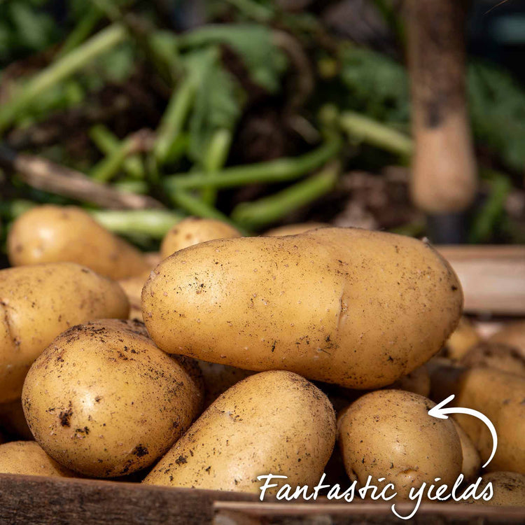 Pre-Chitted Seed Potato 'Charlotte'