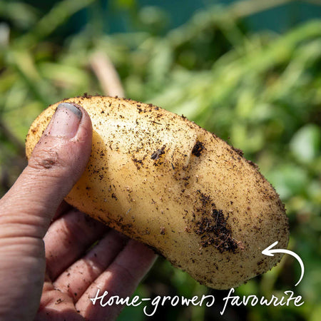 Pre-Chitted Seed Potato 'Charlotte'