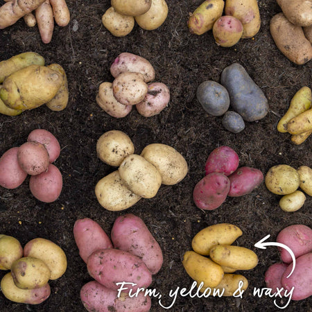 Pre-Chitted Seed Potato 'Charlotte'