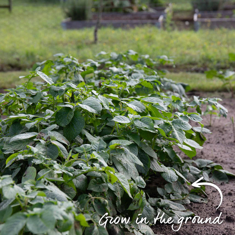 Pre-Chitted Seed Potato 'Charlotte'