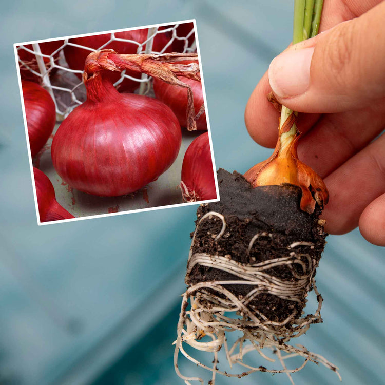 Pre-rooted Onion 'Red Baron' (Autumn Planting)