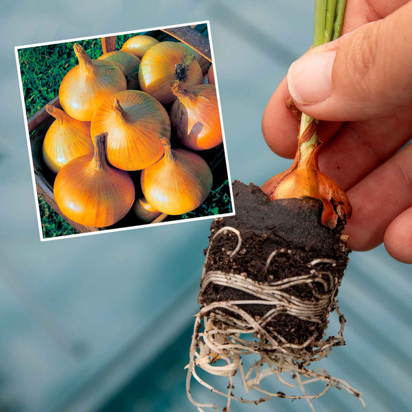 Autumn Planting Pre-rooted Onion 'Senshyu Yellow'