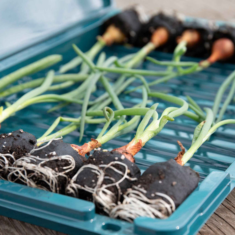 Pre-rooted Onion ‘Corrado’ (Spring Planting)