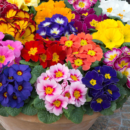 Marshalls Garden 'Winter and Spring' Bedding Selection