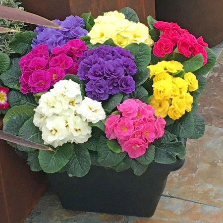 Primrose 'Rubens Mix'