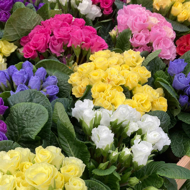 Primrose 'Rubens Mix'