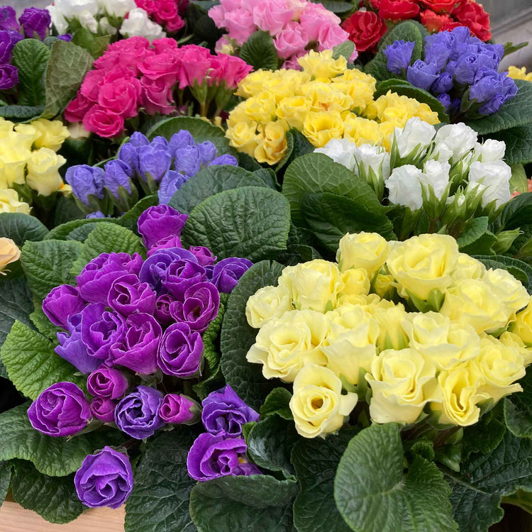 Primrose 'Rubens Mix'