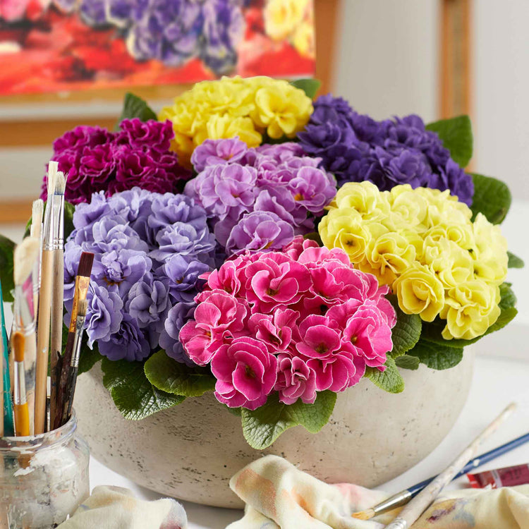 Primrose 'Rubens Mix'