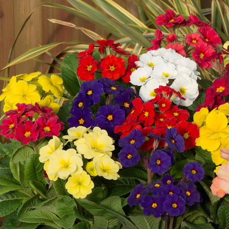 Polyanthus 'Stella Mix'