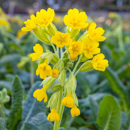 Primula veris ‘Cowslip’