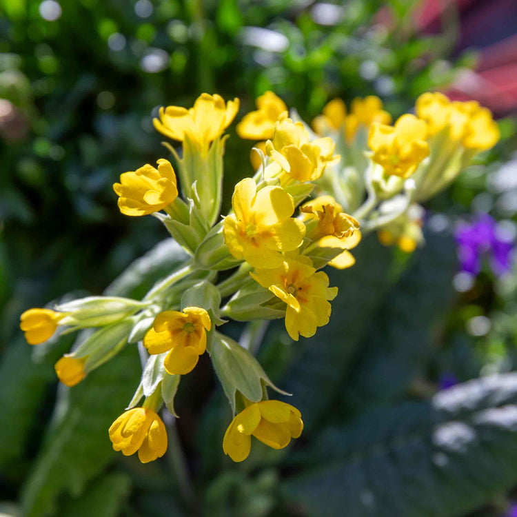 Wildflower Seeds 'Cowslip'