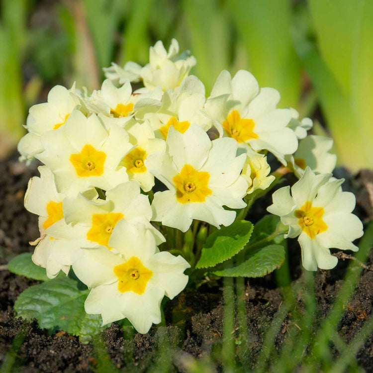 Primula vulgaris 'Everlast Clotted Cream'