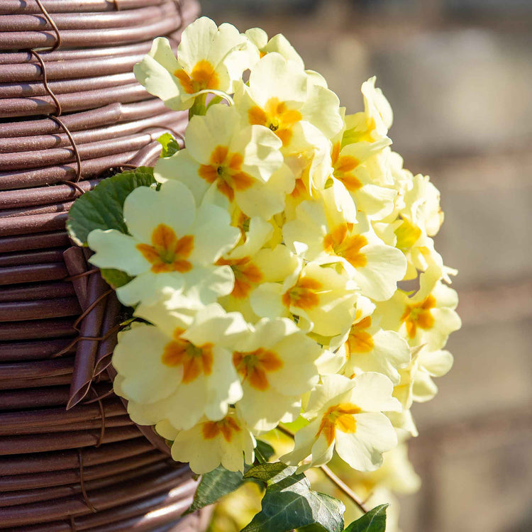 Primula vulgaris 'Everlast Clotted Cream'