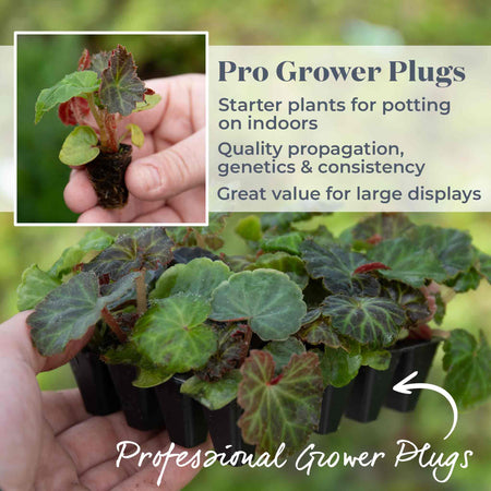 Begonia 'Illumination Apricot Shades'
