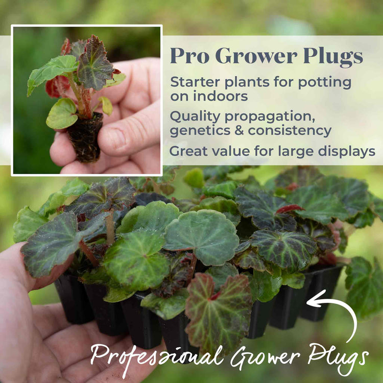 Begonia 'Illumination Apricot Shades'