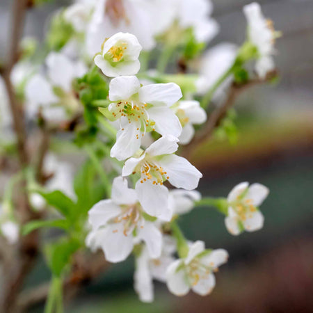 Flowering Cherry 'Kojo No Mai'