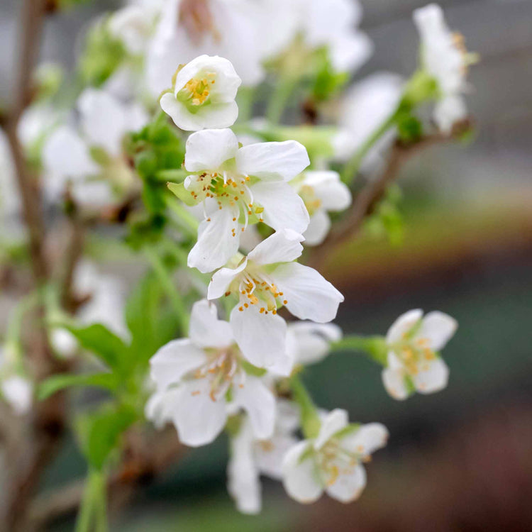 Flowering Cherry 'Kojo No Mai'