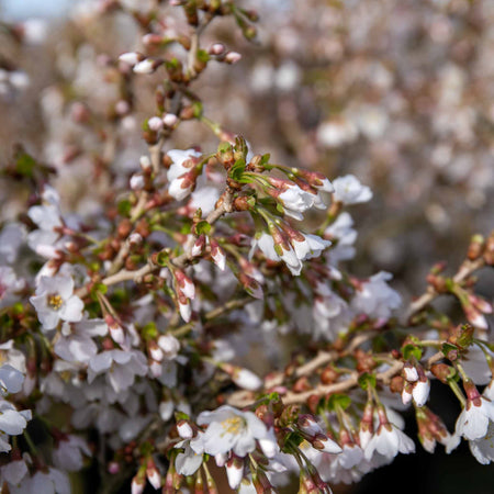 Flowering Cherry 'Kojo No Mai'