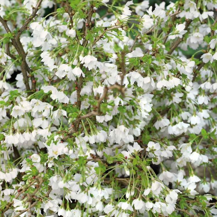 Flowering Cherry 'Kojo No Mai'