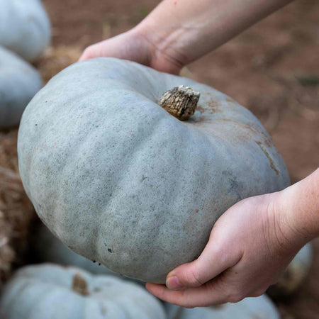 Pumpkin 'Crown Prince'