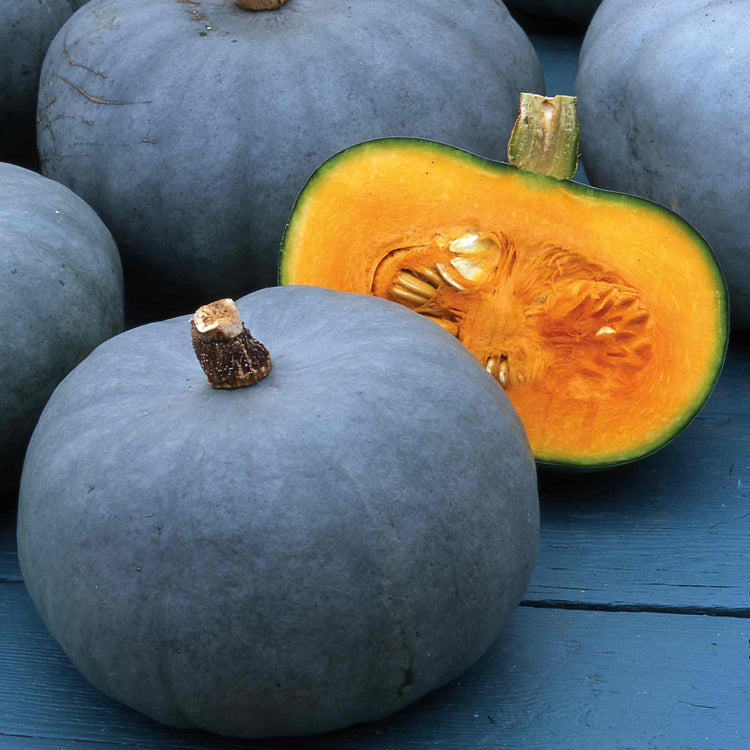 Pumpkin 'Crown Prince'